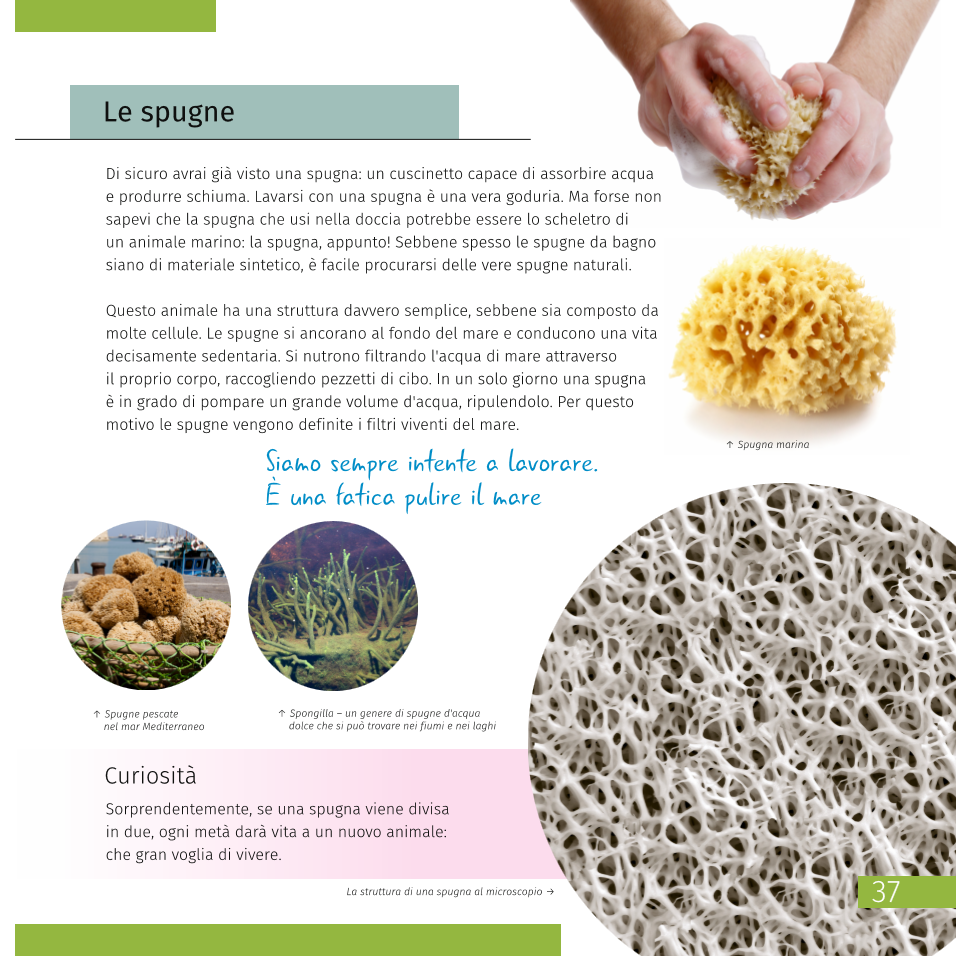 Invisible World (el mundo invisible). El libro educativo. Tapa dura