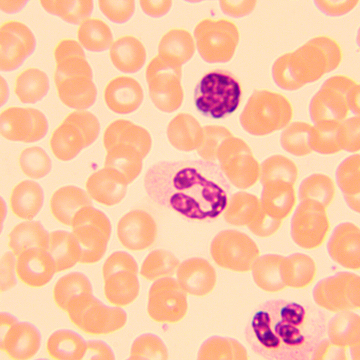 Microscopio biológico MAGUS Bio 250T