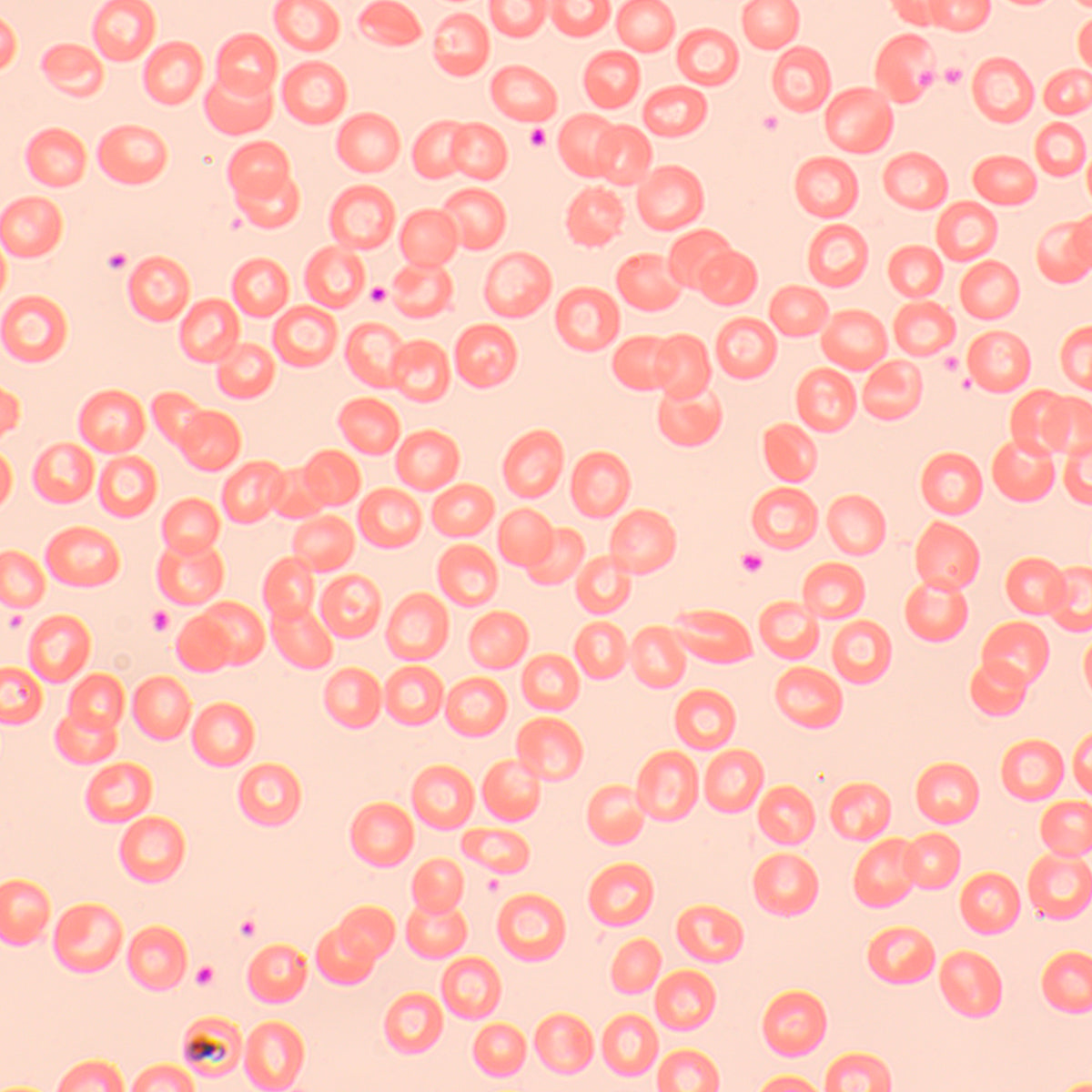 Microscopio biológico MAGUS Bio 250BL