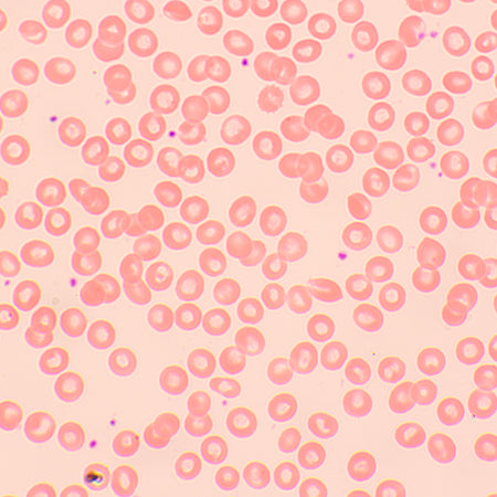 Microscopio biológico MAGUS Bio 250BL