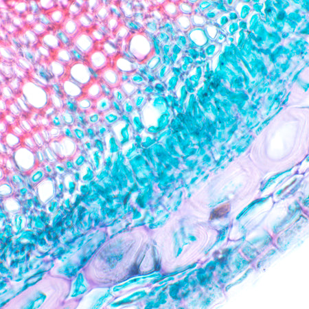 Microscopio biológico MAGUS Bio 230B