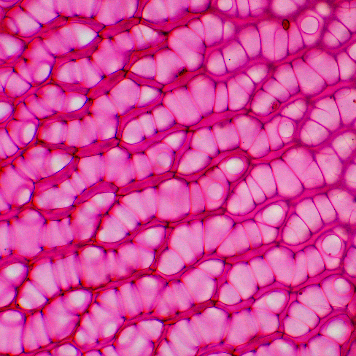 Microscopio biológico MAGUS Bio 230BL