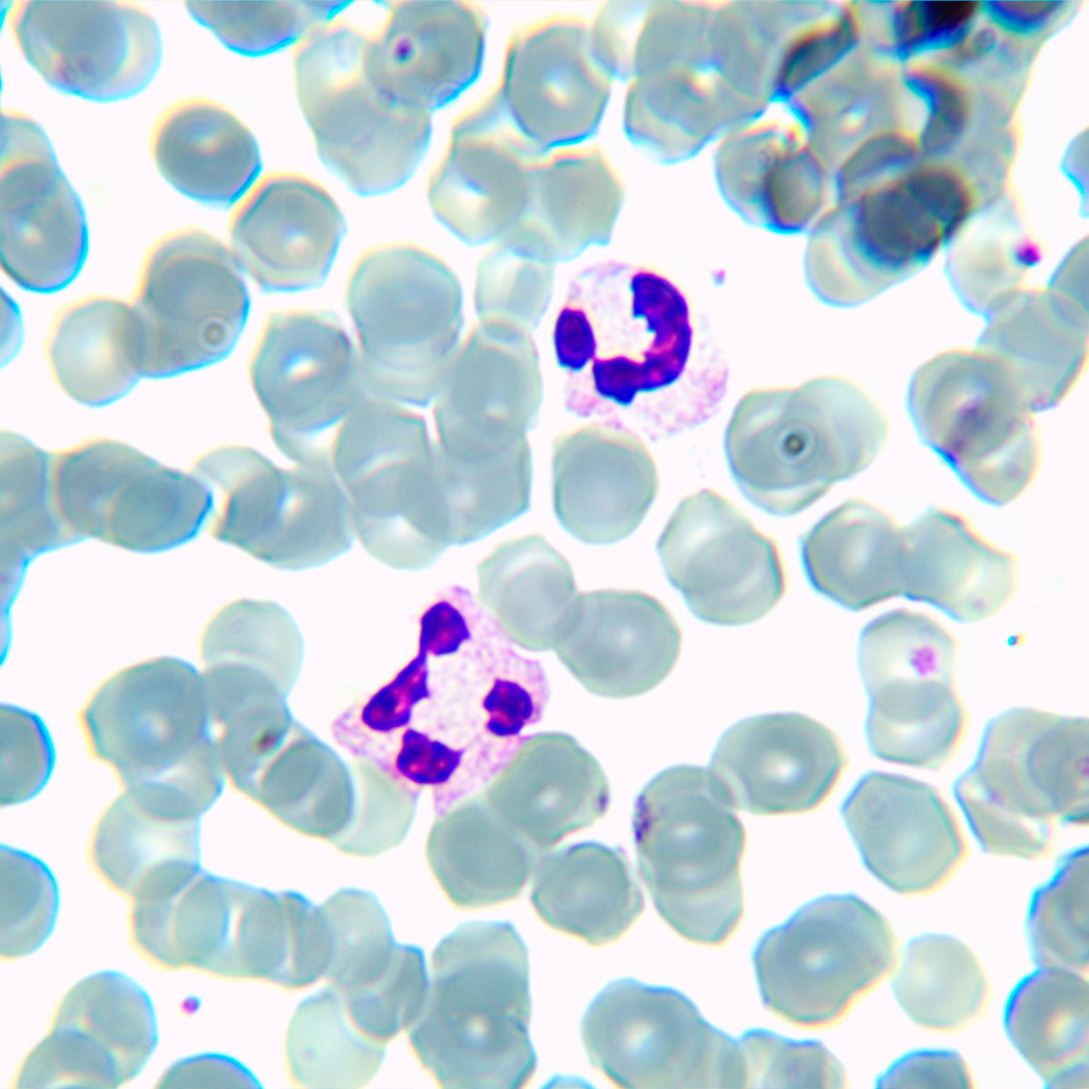 Microscopio biológico MAGUS Bio 230BL