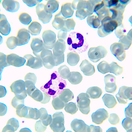 Microscopio biológico MAGUS Bio 230BL