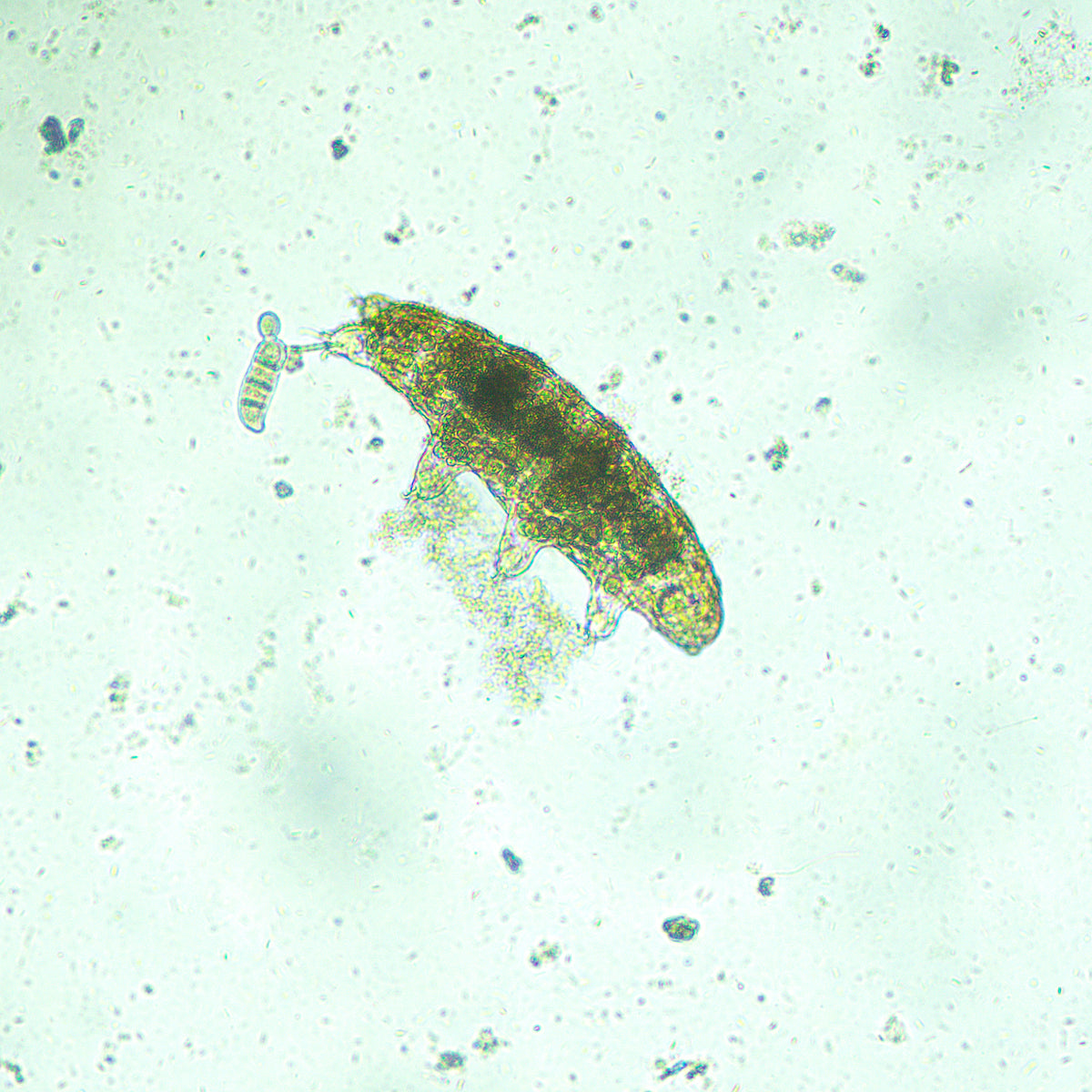 Microscopio biológico invertido MAGUS Bio V300