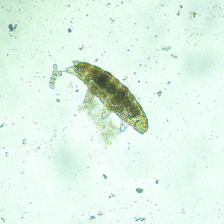 Microscopio biológico invertido MAGUS Bio V300