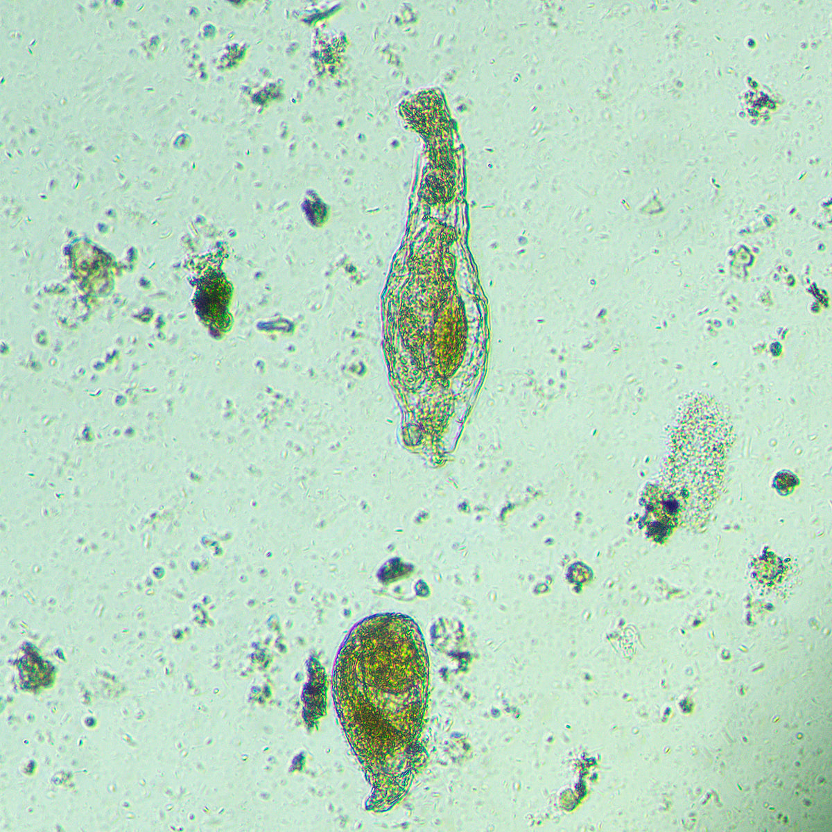 Microscopio biológico invertido MAGUS Bio V300