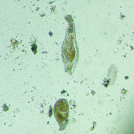 Microscopio biológico invertido MAGUS Bio V300