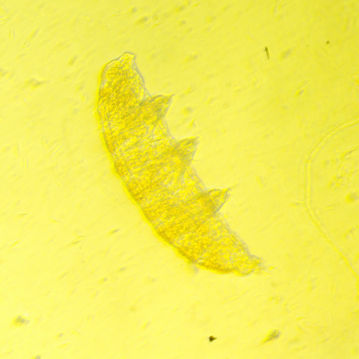 Microscopio biológico invertido MAGUS Bio V350