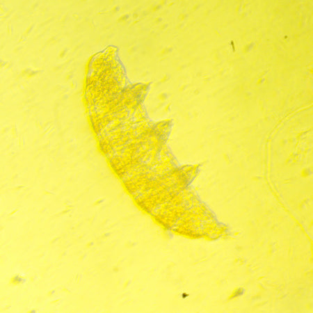 Microscopio biológico invertido MAGUS Bio V350
