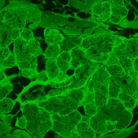 Microscopio invertido de fluorescencia MAGUS Lum V500L