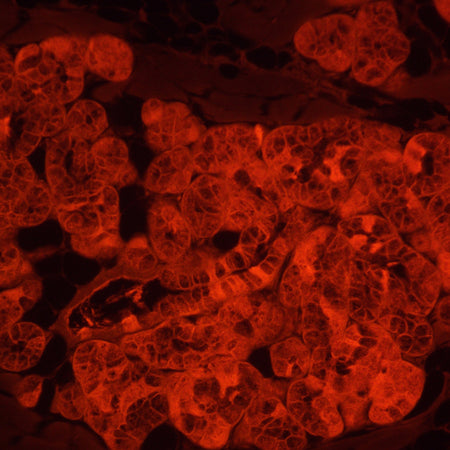 Microscopio invertido de fluorescencia MAGUS Lum V500L
