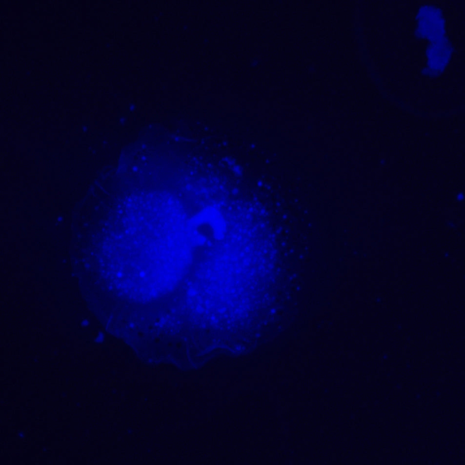 Microscopio invertido de fluorescencia MAGUS Lum V500L