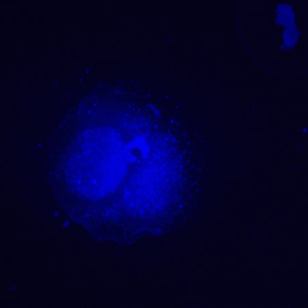 Microscopio invertido de fluorescencia MAGUS Lum V500L