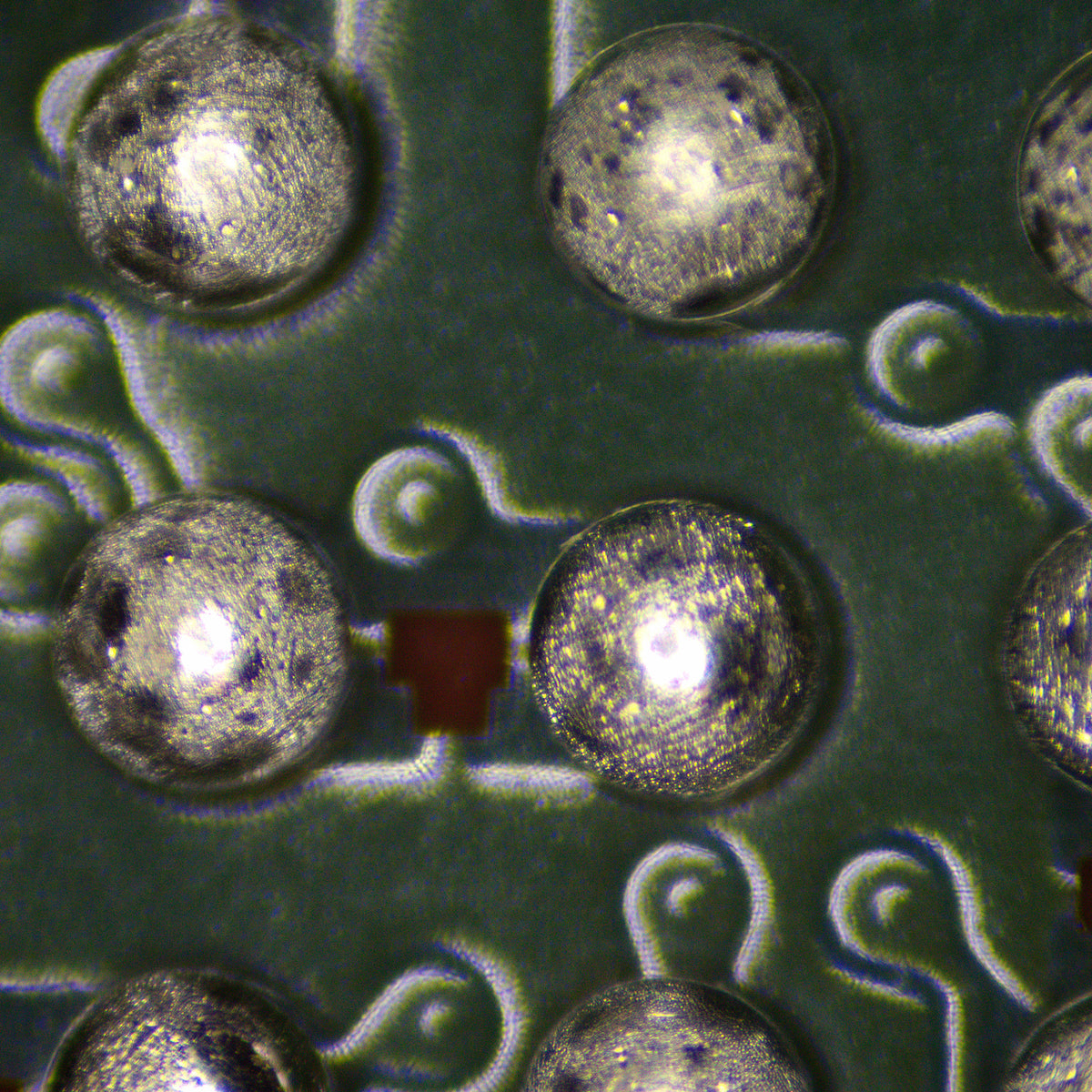 Estereomicroscopio MAGUS Stereo 9T