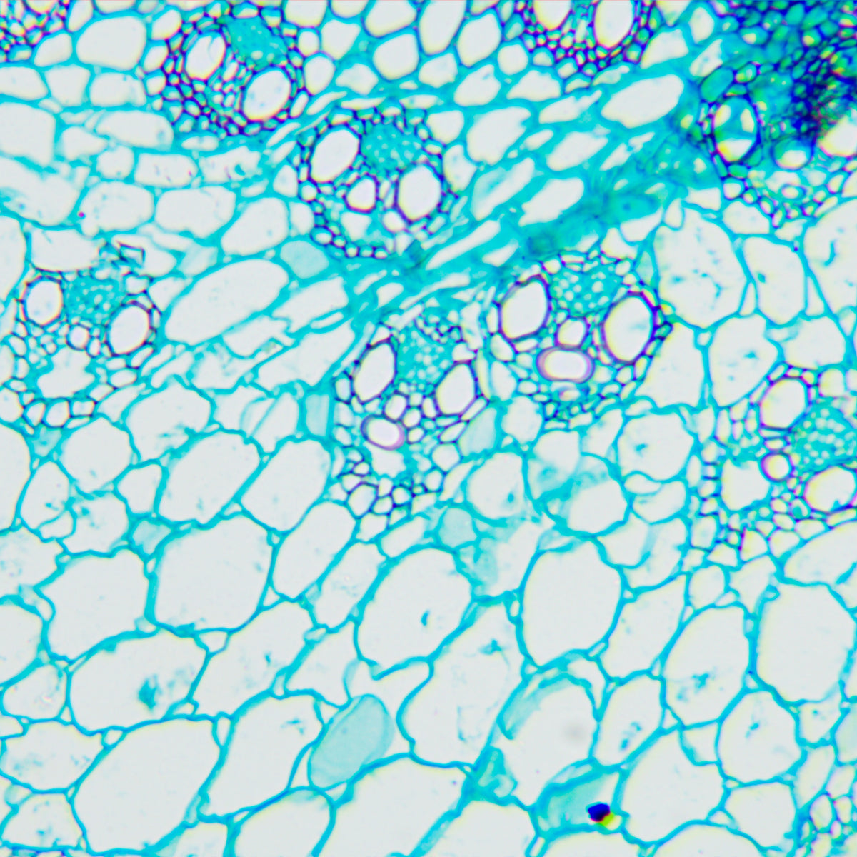 Microscopio digital biológico MAGUS Bio D240T LCD