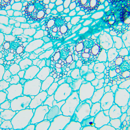 Microscopio biológico MAGUS Bio 240T