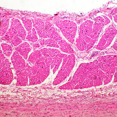 Microscopio biológico MAGUS Bio 260T