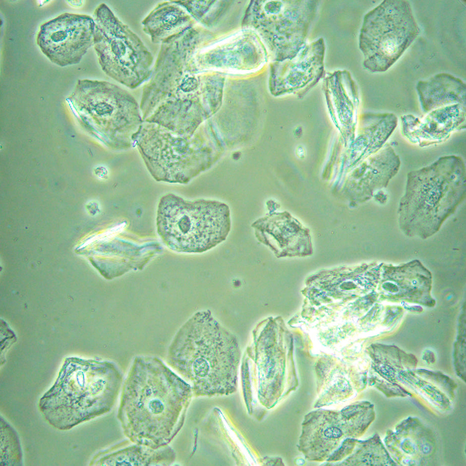 Microscopio biológico invertido digital MAGUS Bio VD360