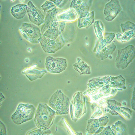 Microscopio biológico invertido digital MAGUS Bio VD360