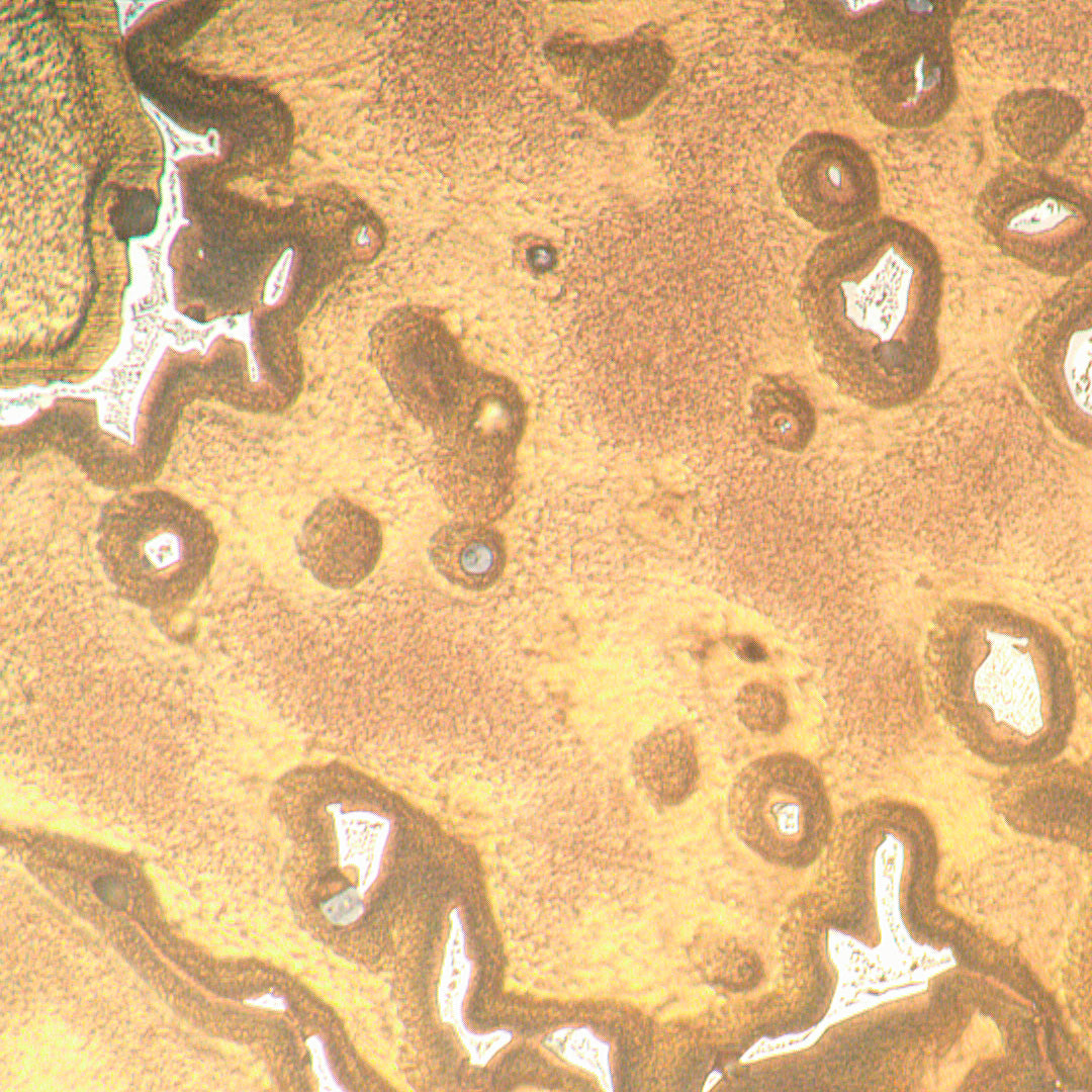 Microscopio metalúrgico invertido MAGUS Metal V790 DIC