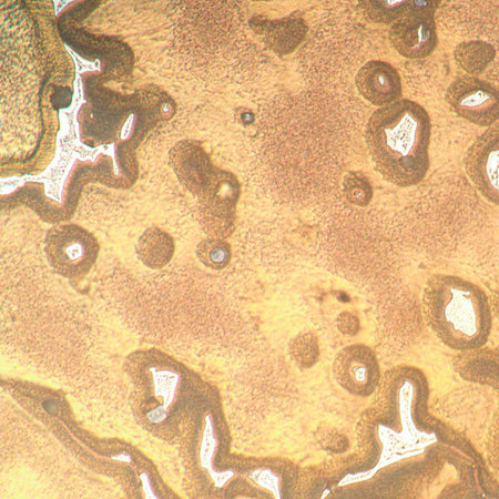 Microscopio metalúrgico invertido MAGUS Metal V790 DIC