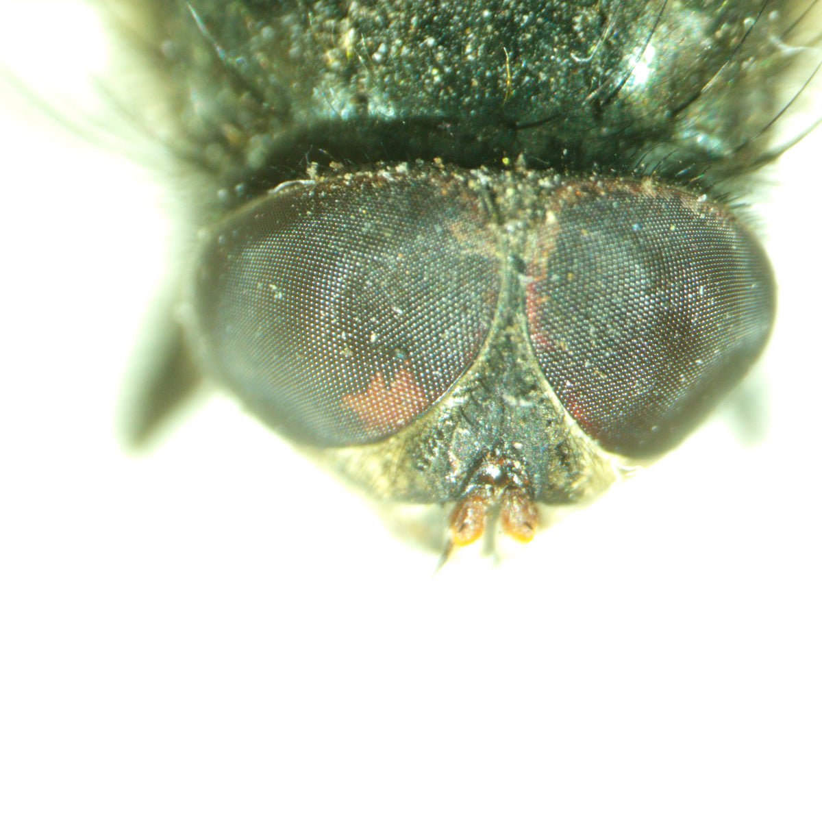 Estereomicroscopio MAGUS Stereo A8
