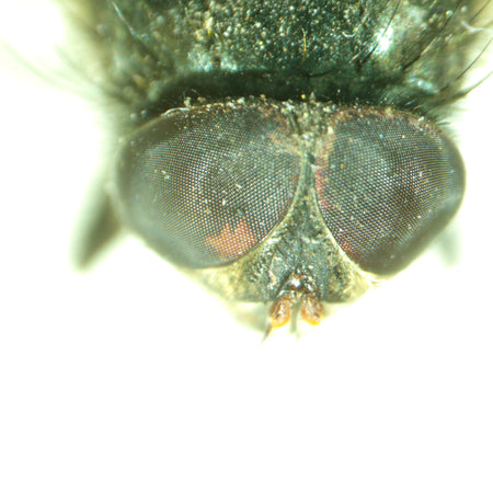 Estereomicroscopio MAGUS Stereo A8
