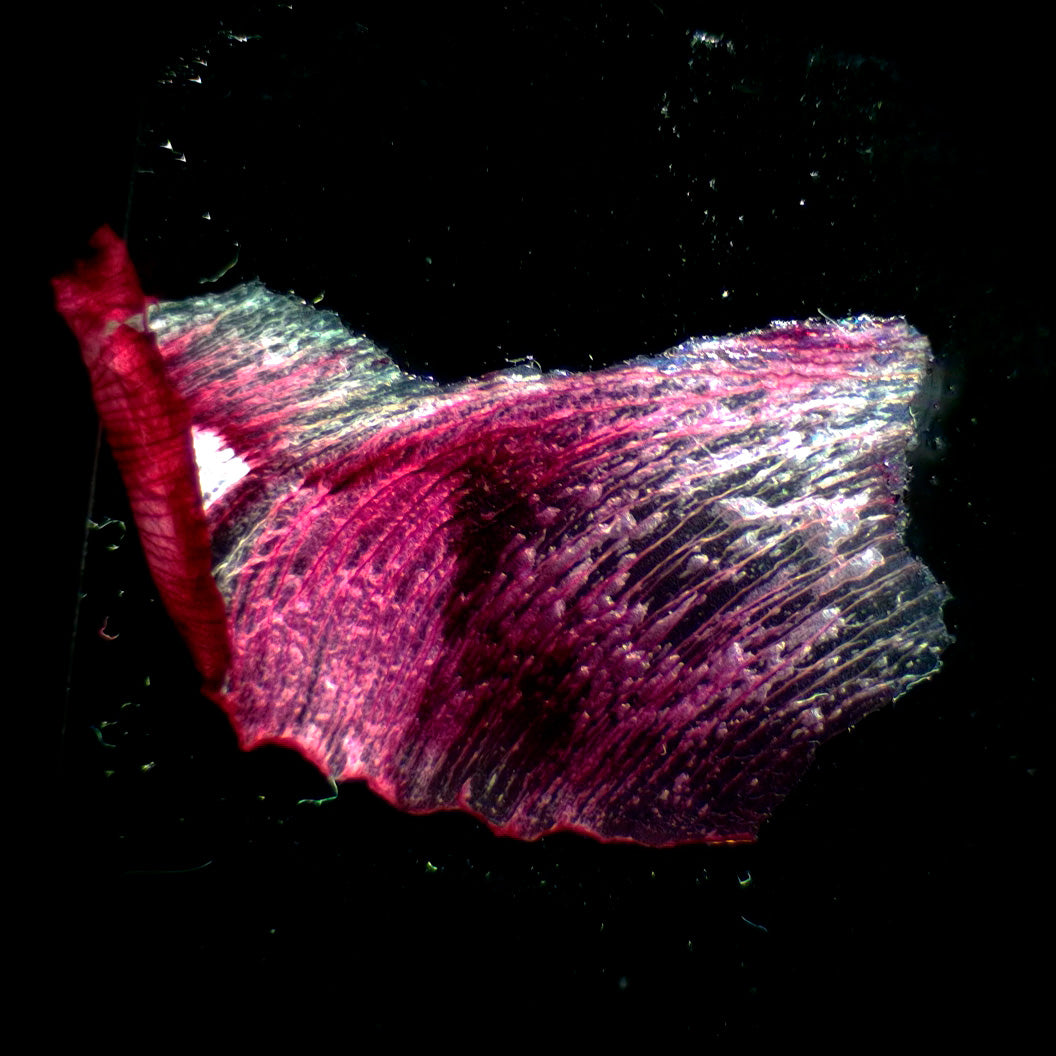 Estereomicroscopio MAGUS Stereo A18T
