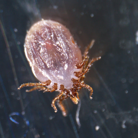Estereomicroscopio MAGUS Stereo A18T