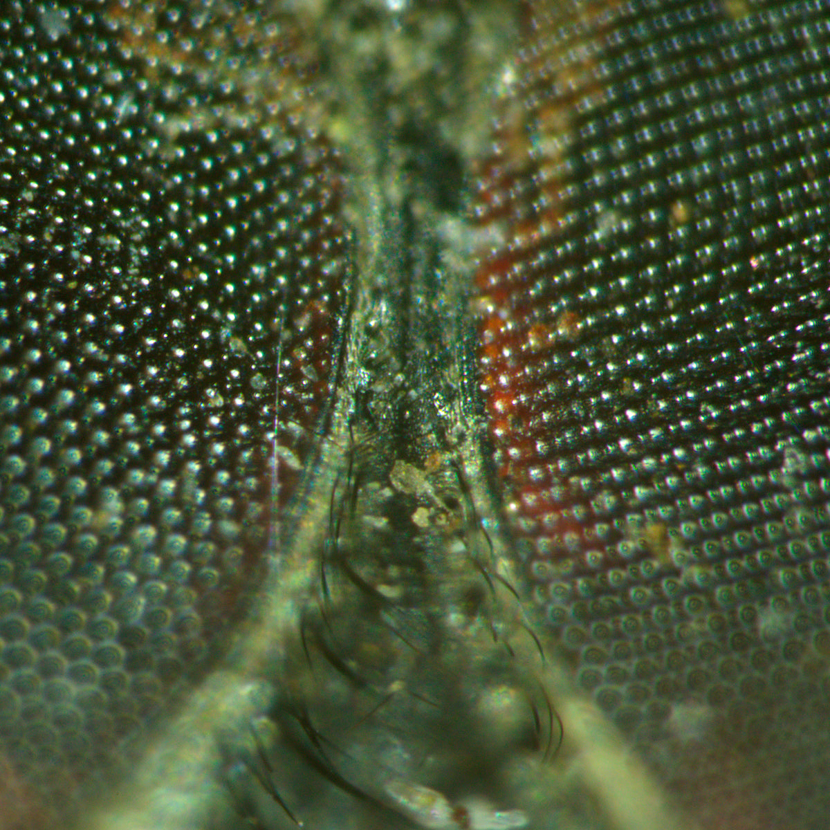 Estereomicroscopio MAGUS Stereo A18T