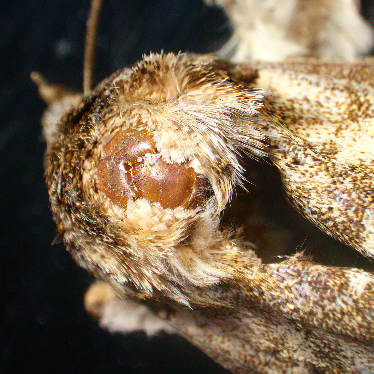 Estereomicroscopio MAGUS Stereo A18T