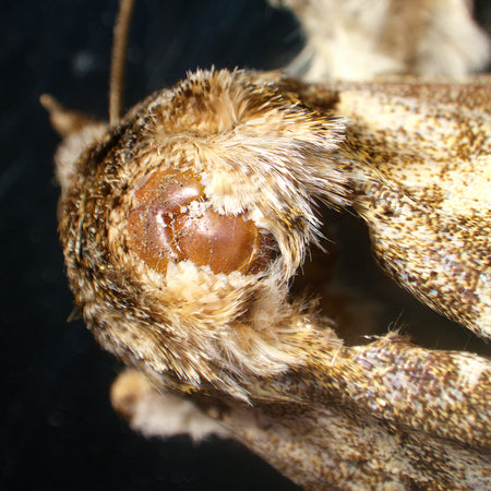 Estereomicroscopio MAGUS Stereo A18T