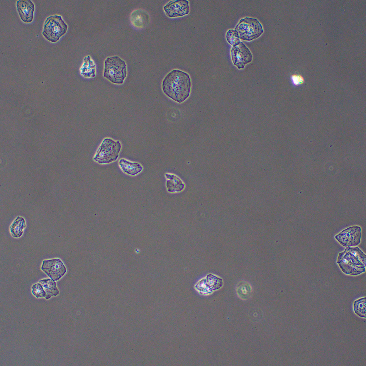 Dispositivo de contraste de fases MAGUS PH2