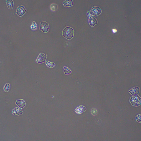 Dispositivo de contraste de fases MAGUS PH2