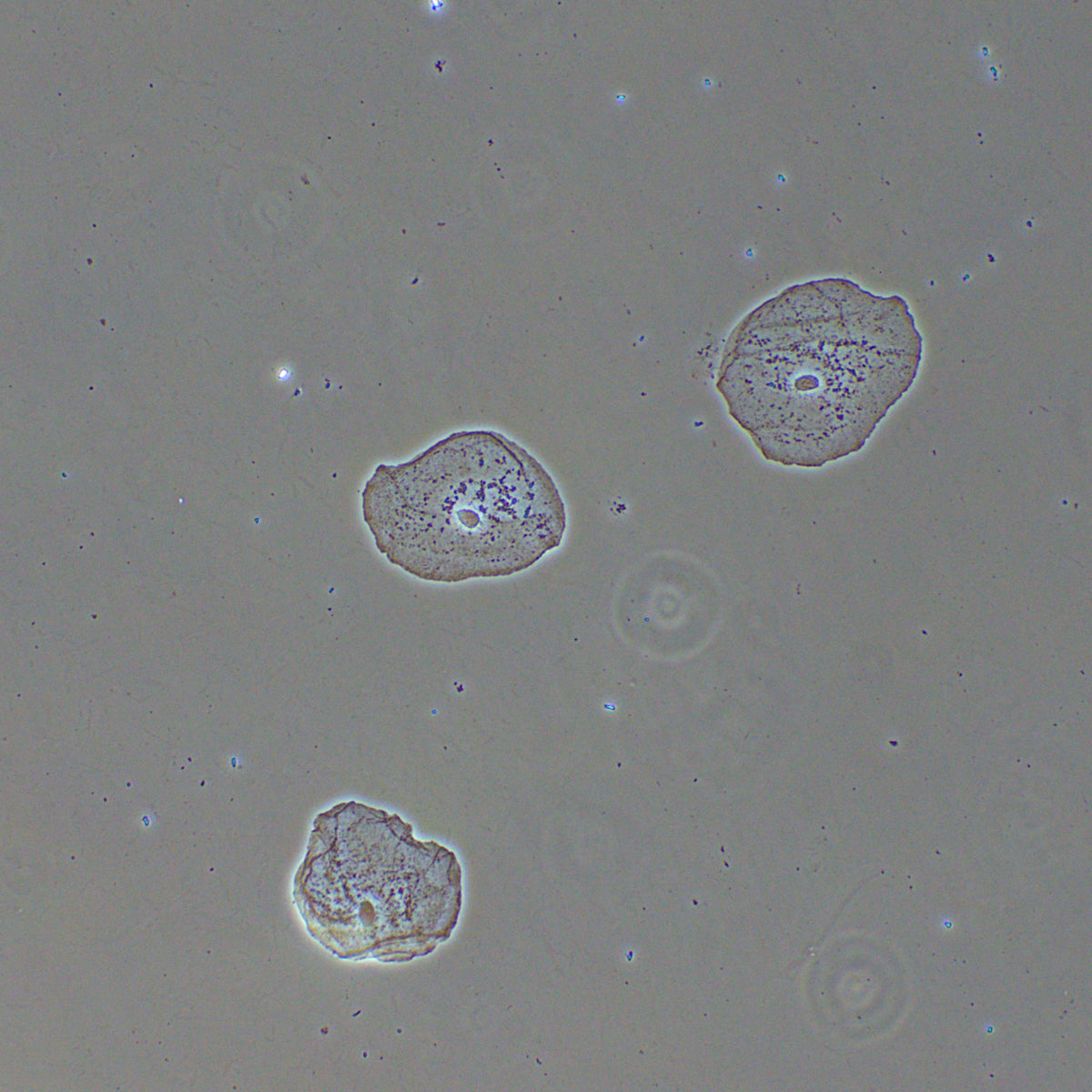 Dispositivo de contraste de fases MAGUS PH2
